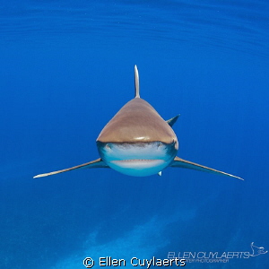 Stealth Mode

Most beautiful sight when an oceanic whit... by Ellen Cuylaerts 